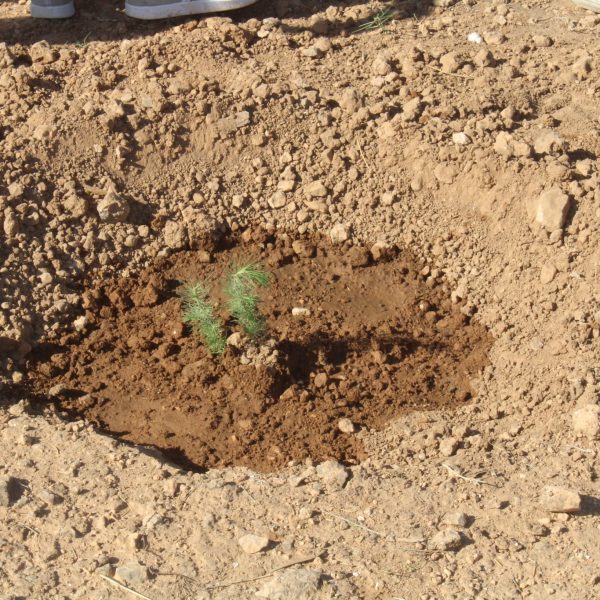 المركز الجامعي مغنية يشارك في مبادرة غرس مليون شجرة دعماً للتنمية البيئية14